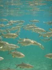 Kalad Plitvice j�rvedes