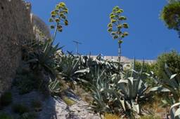 Hvar, kaktused kindlusem��ri ��res